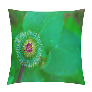 Personality  Closeup Of A Flower Seed Head Of A Wild Rhubarb, Wild Plant Specie From Europe, Nature Background Pillow Covers