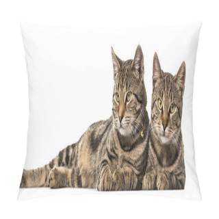 Personality  Two European Cats Lying Side By Side , Isolated On White Pillow Covers