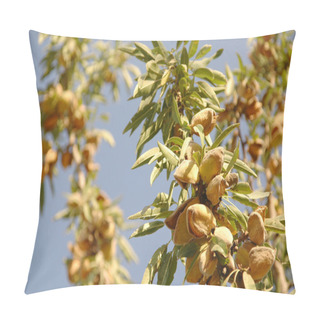 Personality  Almond Tree At The Harvest Time. California, USA Pillow Covers