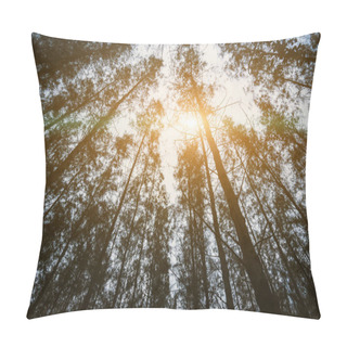 Personality  Pine Woods And Sun Ray. Nature And Forest Concept. Travel And Vacation Theme. Trekking And Adventure Theme. Uprising Angle View. Pillow Covers