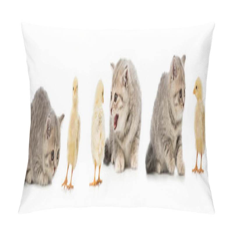 Personality  collage of cat and chicken isolated on white pillow covers