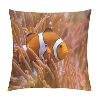 Personality  Ocellaris Clownfish (Amphiprion Ocellaris) Pillow Covers