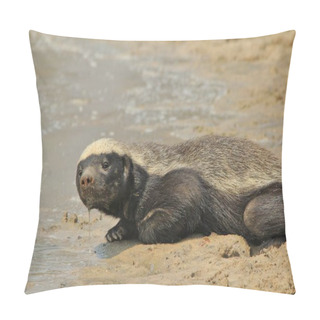 Personality  Honey Badger - Wildlife  From Africa Pillow Covers