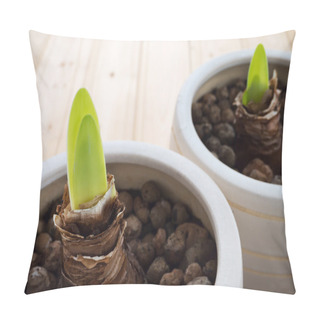 Personality  Amaryllis Sprouts In The Pots Pillow Covers