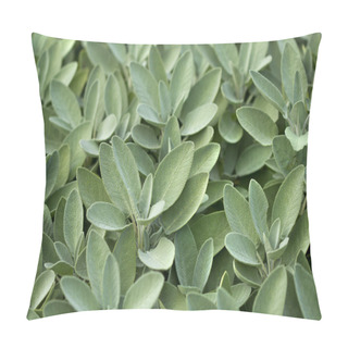 Personality  Spice Plant: Sage In Vegetable Garden Pillow Covers