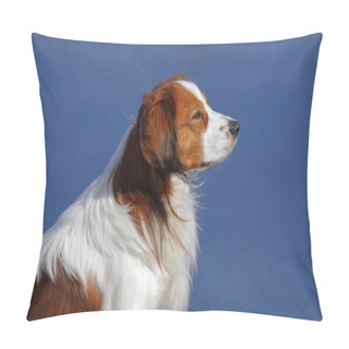 Personality  Kooikerhondje Or Kooiker Hound Canis Lupus Familiaris, Young Male Dog, Portrait Pillow Covers