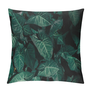 Personality  Dark Tone Concept Of Textured Surface Of Alocasia Amazonica Green Leaf Background. Pillow Covers