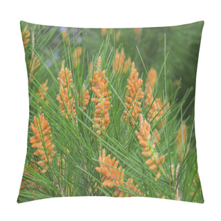 Personality  Mediterranean Pine Tree Blossom Or Flowers Closeup In Sochi Dendrarium Pillow Covers