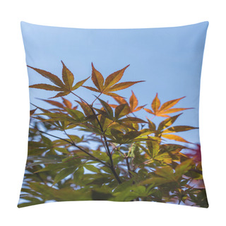 Personality  Bottom View Of Autumn Maple Leaves With Blue Sky At Background Pillow Covers