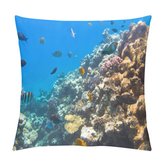 Personality  Coral Reef Of Red Sea With Tropical Fishes Pillow Covers