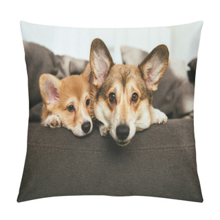 Personality  Portrait Of Two Adorable Welsh Corgi Dogs Laying On Sofa At Home Pillow Covers