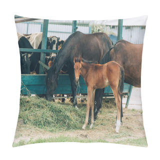 Personality  Brown Horses With Colt Eating Hay On Farm Near Cowshed Pillow Covers
