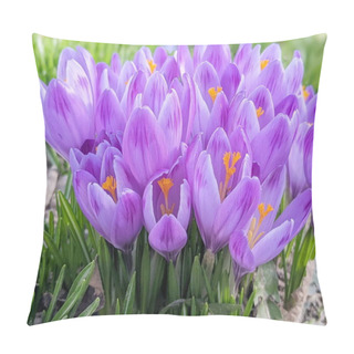 Personality  Beautiful Spring Background With Close-up Of A Group Of Blooming Purple Crocus Flowers On A Meadow: Pretty Group Of Purple Crocus Under The Bright Sun In Spring Time, Europe. Pillow Covers