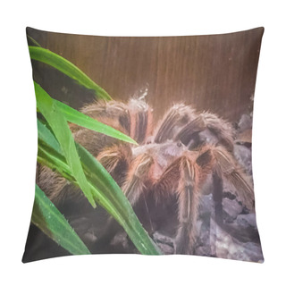 Personality  Theraphosa Apophysis Is A Species Of Spider In The Family Theraphosidae, Found In Venezuela. It Is Known As The Pink Foot Goliath Or Pink Toe Goliath Tarantula. Pillow Covers