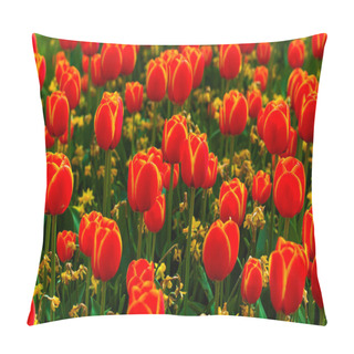 Personality  Colorful Field Of Tulips, Netherlands. Keukenhof Park, Holland. Flower Background. Pillow Covers