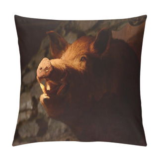 Personality  Taxidermy - Wild Boar Pillow Covers