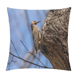 Personality  The Northern Flicker In The Spring During Breeding Time Pillow Covers