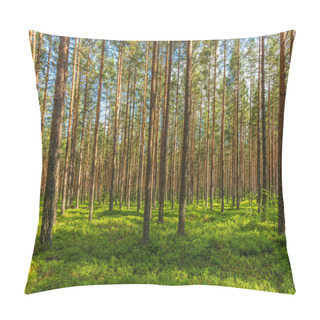 Personality  Beautiful Summer View Of A Well Cared And Vibrant Green Pine Forest In Sweden With Green Blueberry Sprigs Covering The Forest Floor And Sunlight Shining Through The Branches Pillow Covers