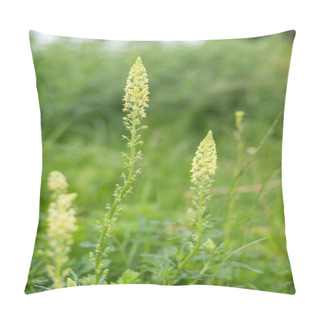 Personality  A Wild Mignonette (Reseda Lutea) Flowering In A Meadow Pillow Covers
