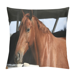Personality  Brown Horse Portrait Pillow Covers
