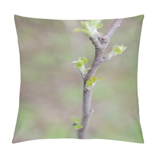 Personality  Spring Buds On Plum Tree Pillow Covers