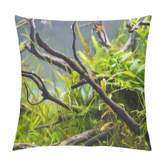Personality  Image Of Amano (Yamato) Shrimp And Ember Tetra Fish In Aquarium Tank With A Variety Of Aquatic Plants Inside By Nature Style Concept. Pillow Covers
