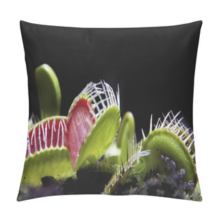 Personality  Jaws Of A Venus Flytrap Carnivore Plant Pillow Covers