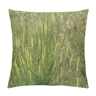 Personality  Reseda Luteola, Known As Dyer's Rocket, Dyer's Weed, Weld, Woold, And Yellow Weed Pillow Covers