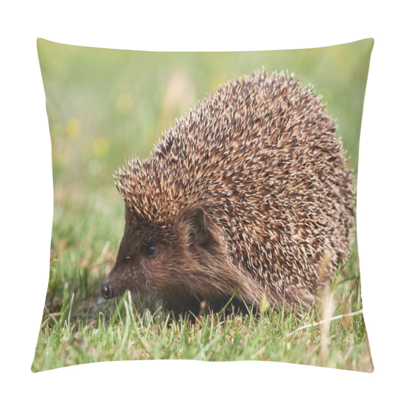 Personality  European hedgehog ( Erinaceus europaeus) in natuiral habitat pillow covers