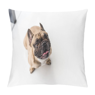 Personality  Dog Pillow Covers