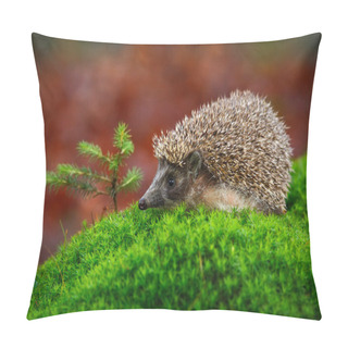Personality  West European Hedgehog  Pillow Covers