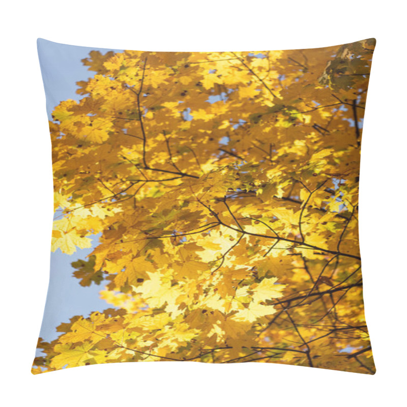 Personality  close up view of autumnal tree with golden foliage on blue sky background pillow covers