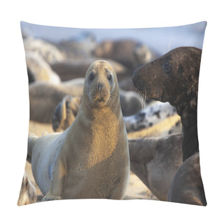Personality  Atlantic Grey Seal Pillow Covers