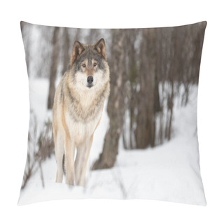 Personality  Portrait Of Eurasian Canis Lupus Standing On Snow Pillow Covers
