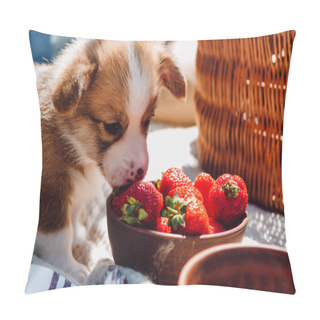 Personality  Cute Puppy Eating Strawberries From Bowl During Picnic At Sunny Day Pillow Covers