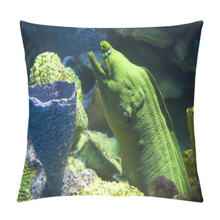 Personality  Moray Eel Looks Out Through A Hole On A Coral Reef Pillow Covers