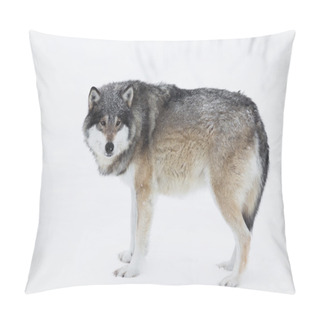 Personality  One Wolf In The Snow Pillow Covers