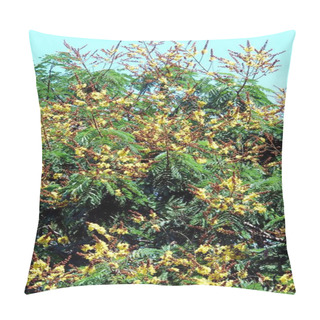 Personality  Flowering Gulmohar Tree With Yellow Flowers ; Madhavgad ; Madhya Pradesh ; India Pillow Covers