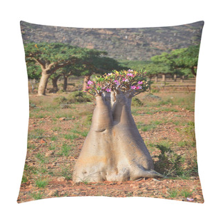 Personality  Socotra Island, Bottle Tree, Yemen   Pillow Covers
