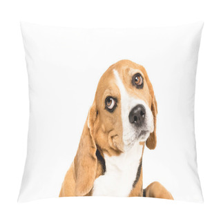 Personality  Funny Beagle Dog Pillow Covers