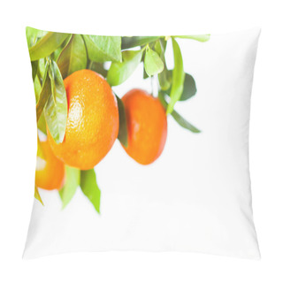 Personality  Citrus Fruits Growing On Tree Isolated On A White Background Pillow Covers