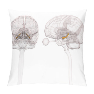 Personality  Hippocampus Brain Anatomy - 3d Illustration Pillow Covers