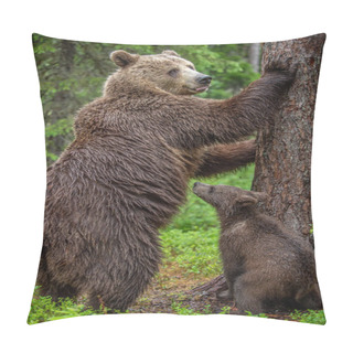 Personality  Brown Bears. She-bear And Bear-cub In The Summer Forest. She-bear Standing On His Hind Legs. Green Forest Natural Background. Scientific Name: Ursus Arctos. Pillow Covers