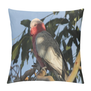 Personality  Wild Pink Parrot Named Galah On An Eucalyptus Branch In The Morning Light. Pillow Covers
