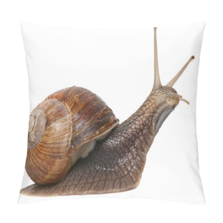 Personality  Garden Snail Isolated On White. Pillow Covers