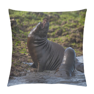 Personality  South American Sea Lion Cubs, Argentina Pillow Covers