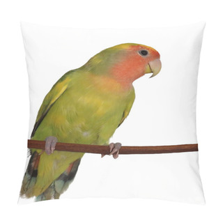 Personality  Lovebird Isolated On White Background, Agapornis Roseicollis Pillow Covers