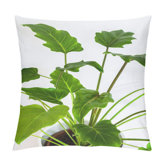Personality  Philodendron Xanadu Plant On A White Background. Close-up On Green Foliage Of A Young Philodendron Xanadu. Exotic Houseplant Plant Detail On White Background. Pillow Covers
