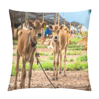 Personality  Small Jersey Dairy Heifer On A Dairy Farm In Brazil Pillow Covers