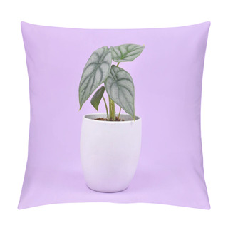 Personality  Exotic 'Alocasia Baginda Silver Dragon' Houseplant In Pot On Violet Background Pillow Covers